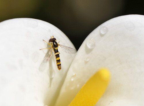Blogue_macro9_2016_v3.jpg Blogue_macro9_2016_v3.jpg