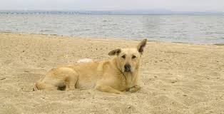 cão 994.jpg cão 994.jpg