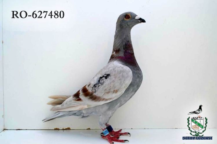 RO-627480.jpg RO-627480.jpg