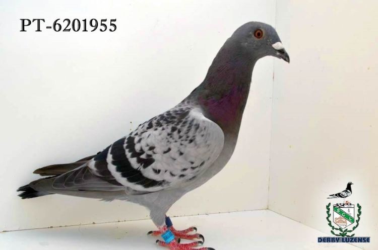 PT-6201955.jpg PT-6201955.jpg