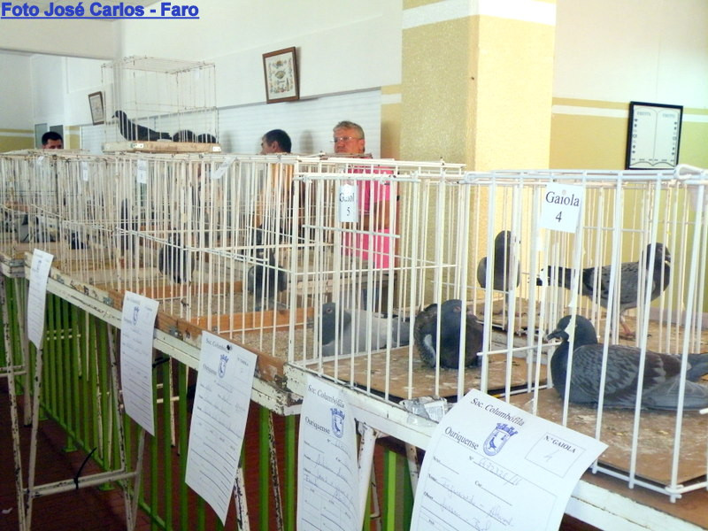 Leilão de Ourique 2016 008.JPG Leilão de Ourique 2016 008.JPG