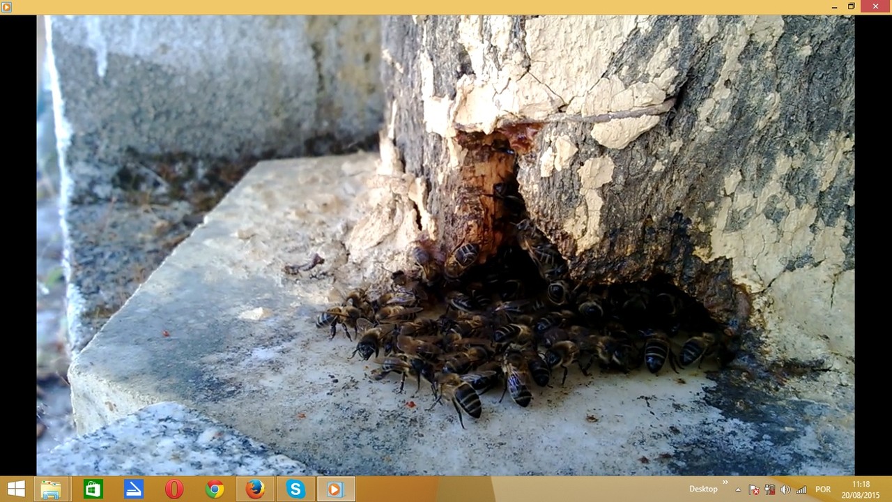 mybees1.jpg mybees1.jpg